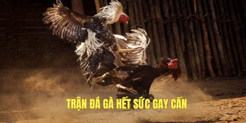 Các trận đá gà diễn ra tại trường đấu kịch tính