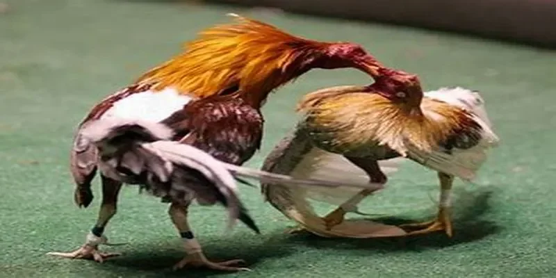 Đá gà và mức cược cực kỳ phong phú