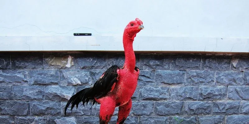 Dựa vào tướng đi để chọn ra những chiến binh dũng mãnh